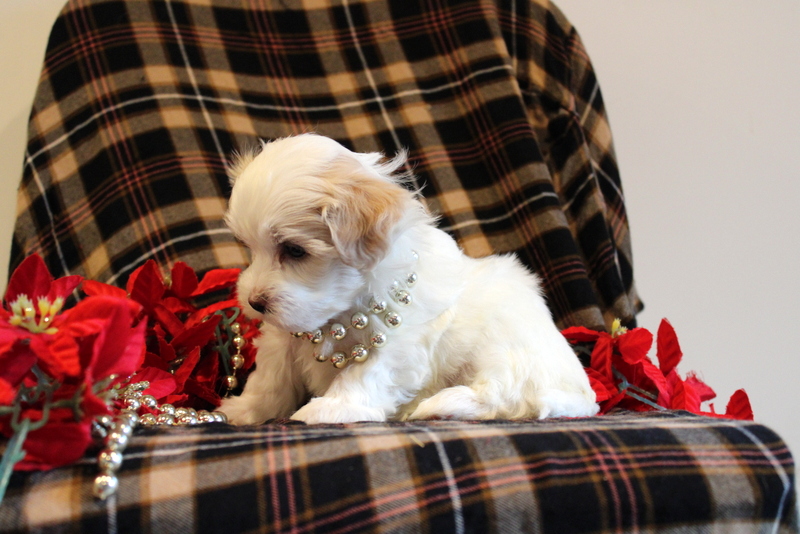 puppy, for, sale, Malshi Poo, Matthew B. Stoltzfus, dog, breeder, Gap, PA, dog-breeder, puppy-for-sale, forsale, nearby, find, puppyfind, locator, puppylocator, aca